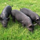 황금농축산 이미지