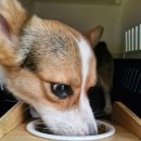 카니코리아 이미지