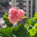 서율농장 | 참지 못한 봄맞이 제라늄쇼핑(초보필독)+제라늄찬가