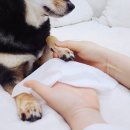 느낌이참좋은집 | 자주(JAJU) 웰니스 펫 라인 반려동물 용품 사용 후기