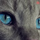 고양이눈 이미지