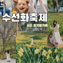 2025년 서산 유기방가옥 수선화 축제 개화시기