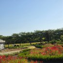 서부농업기술센터 | 5월 제주 서쪽, 무료오픈 양귀비꽃밭,데이지꽃밭 서부농업기술센터