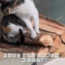 고양이도반한생선구이 이미지