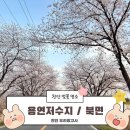 세븐일레븐천안북면점 | 2025년 4월 천안벚꽃명소 목천 용연저수지 / 북면