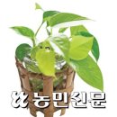 창문 열기 걱정스러울 때, 보기 좋은 식물로 공기까지 상쾌하게 이미지