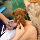 사랑이 가득한 집 | 부천강아지분양 사랑이 가득한 블리독