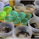 베트남생활-사찰근처 방생어류파는 점포 이미지