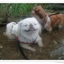 럭스맘