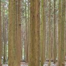 푸른솔목장 | 제주 여행, 사려니 숲, 비자림