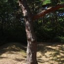 대공원광장대로 이미지