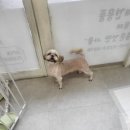 망쿠애견샵 네이버블로그