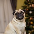 털찐강아지 이미지