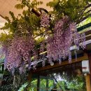 보성녹차사랑 이미지