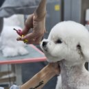 모든애견미용실 이미지