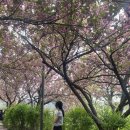 박영재 동물병원 | 전주 꽃 만개 완산칠봉꽃동산 개화 꽃구경 후기