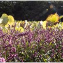 길손과 풀꽃 이미지