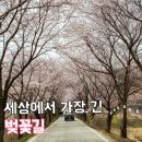 01-40 동구 | 대전 근처 여행 대청호 오백리길 벚꽃 드라이브 추천