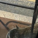 경기도 수원시 팔달구 고화로71번길 | 빈골목 :: 수원역 술집 뇨끼 스지오뎅탕 또또또간집 내돈내산 술집 솔직후기