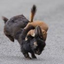 토끼사냥 이미지