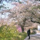 광시 이팝나무길 | 코스 추천｜샛강생태공원부터 윤중로 벚꽃길외 이팝나무·황매화·박태기꽃 군락 봄꽃길 산책 후기까지