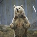 미련곰탱이