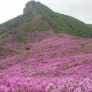 제일닭