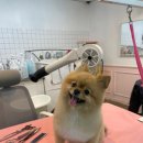 살롱드미미즈 이미지