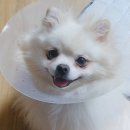 화원연합동물병원 이미지