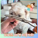 거룡11길 8, (용산동) | 강아지미용가위 비비드애견가위 강아지숱가위 셀프미용 후기