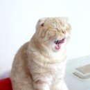 야 이미지