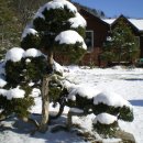 황금소나무집 이미지