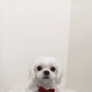 털찐댕댕이 이미지