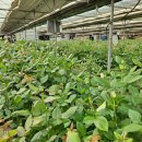 가온농장 이미지