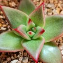 별따오기 이미지