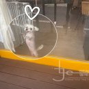 반갑다(반려견이 갑이다) 이미지