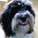 카페독스 이미지