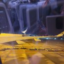 백야#자작나무#헬싱키 이미지