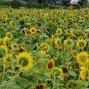 팔금종합복지타운 이미지