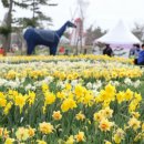 태안군, 수선화 축제 4월 1일 개막!(뉴스충남) 이미지