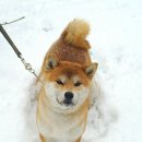 왕초켄넬 이미지