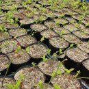 팔조령영농조합법인 이미지