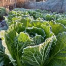 서리내농장 이미지