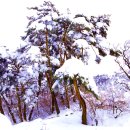 푸른기상 겨울 소나무 이미지 감상 이미지