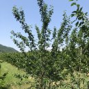 청구농장 이미지