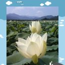 연꽃세상 이미지