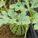 싱싱마트 이미지