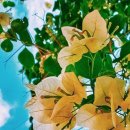 우리함께 Daum카페
