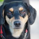 조원 동물병원 이미지