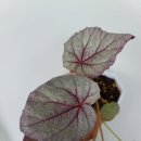 몬스타주 | 20.7.24 금 비옴